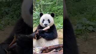 Why does China never sell Pandas 🐼 | China's Panda diplomacy 🇨🇳🤑 #shorts