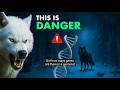 The Dire Wolf Returns After 13,000 Years – De-Extinction Breakthrough