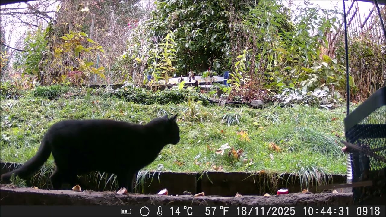 Katzen Katzen Nov'25