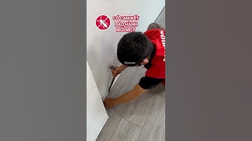 Sàn gỗ công nghiệp có bị mối mọt không | Sàn gỗ Robina