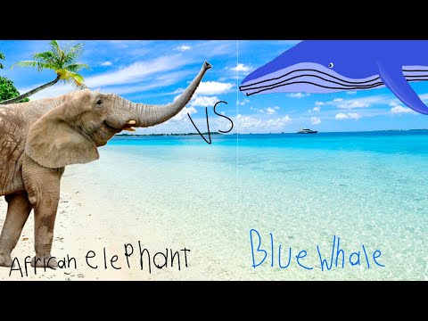 Áfrican Elephant VS Blue Whale: Áfrican Elephant VS Animals Level Challenge / Animal Animation