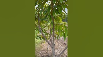Hama beruk di kebun durian