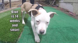 Dog Training For Blue, 14 Week Old Pit Bull Puppy Puppy Lessons Dog Busters Dog Training