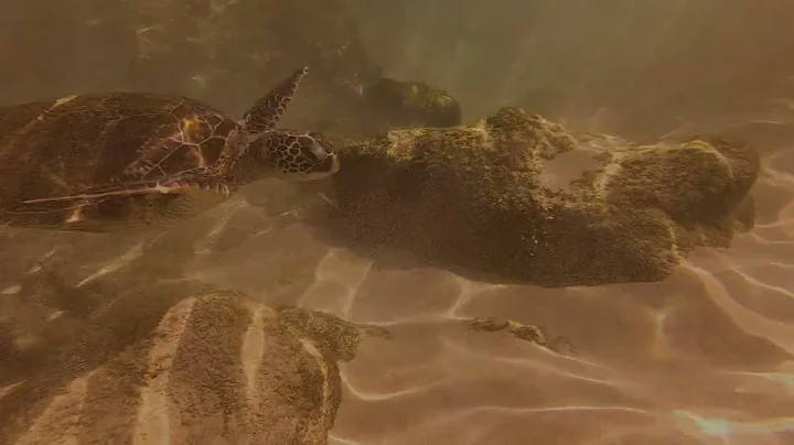 Snorkeling in Maui