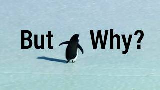 Why Is The Penguin So Motivational?