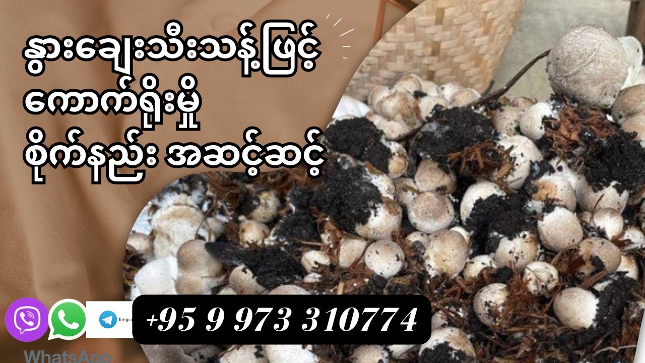 နွားချေးသီးသန့်ဖြင့်ကောက်ရိုးမှိုစိုက်နည်းအဆင့်ဆင့်| How to grow the straw mushroom with cows' dung.