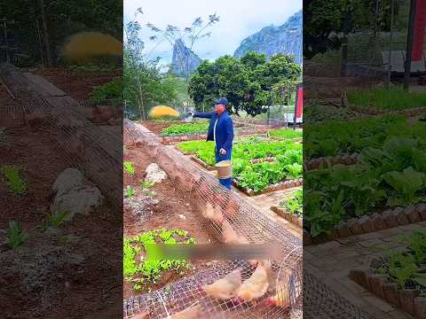 Thumbnail for Smart Chicken Farming 😳 Tunnel System That Changed Everything!