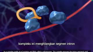 Animasi Transkripsi dan Tranlasi DNA - Sub Indo