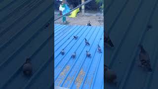 Kunal ko kabutar bhut pasand h #comedy #funny #hungry #pigeon #birds #love #kunal #ytshortsindia