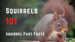 Squirrels 101  The Squirrel Species Information and Quick facts