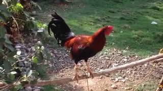 Rooster Crowing Reversed 2