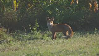 Red Fox Dhelpra E Kuqe