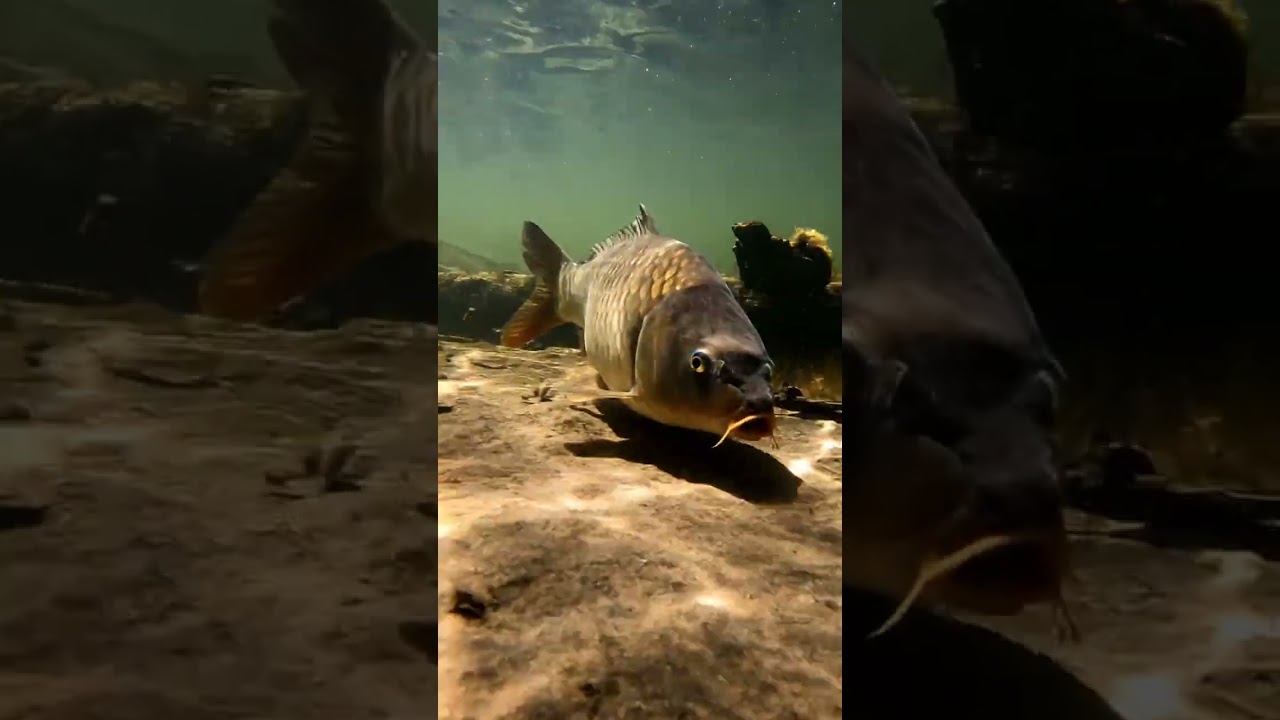 🤯 Bream FEAR This Rig! 🎣 ULTIMATE Bait & Fist Bite Secret! 🤫