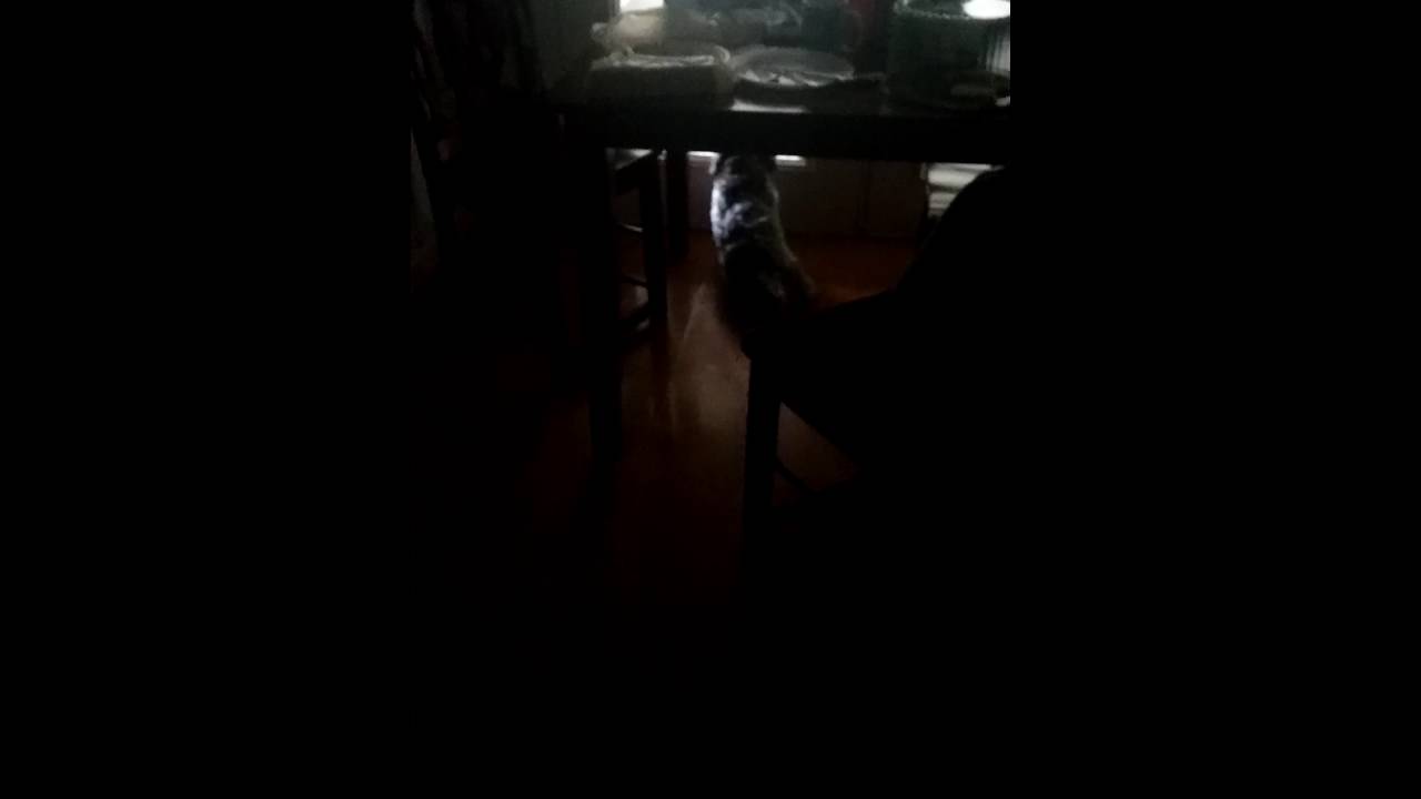 My dog whining after my mom and dad.