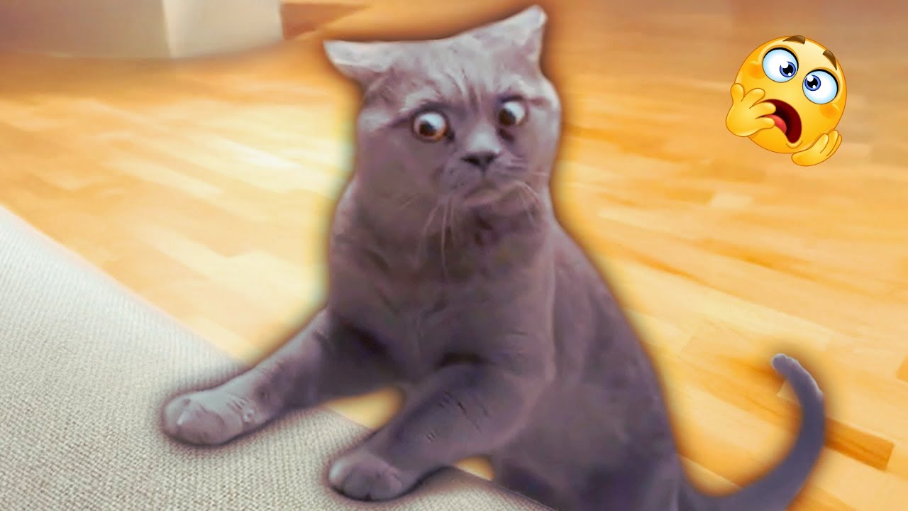 2025’s Funniest Animals 😂 | Amazing Pet Fails Caught on Camera