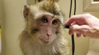 Diva Monkey In The Making