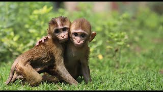 Orphaned Baby Monkeys Heal Through Friendship at Wildlife SOS