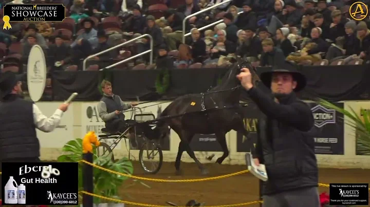 2025 National Breeders Showcase Auction - Day 1| AuctionPro