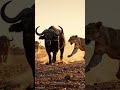 🔥সিংহের ভয়ংকর দলবদ্ধ শিকার 🦁 | Lion Hunting in Team - Deadliest Strategy in Wild