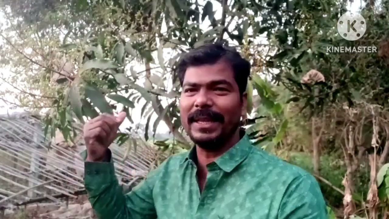 ফুল আসা মানেই ফল গাছে দিনে তিনবার বরফের জল দিয়ে স্নান করিয়ে দিন প্রচুর ফল পাবেন