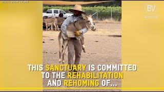 Amazing donkey sanctuary