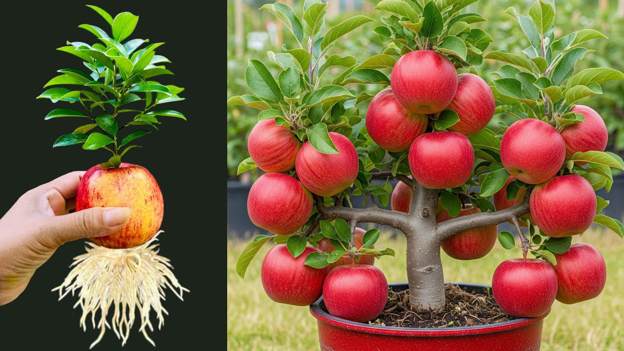 Great Technique For Propagate Apple Fruit To Apple Tree Faster With Eggs / how to grow apple trees