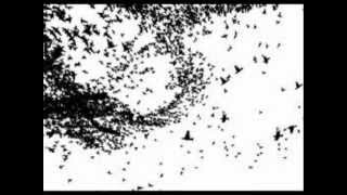 Miniatura de vídeo de "birds of a feather"