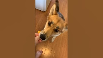 Vegan dog tries meat for the very first time in her entire life