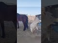 Wrong Horse to Mess With 😳🐴 #animalclash #animals #shorts #viral