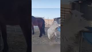 Wrong Horse to Mess With 😳🐴 #animalclash #animals #shorts #viral