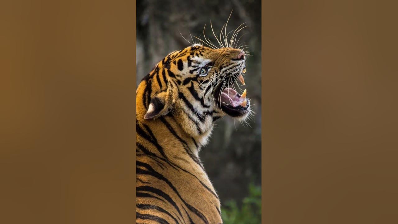 Explore with Tiger