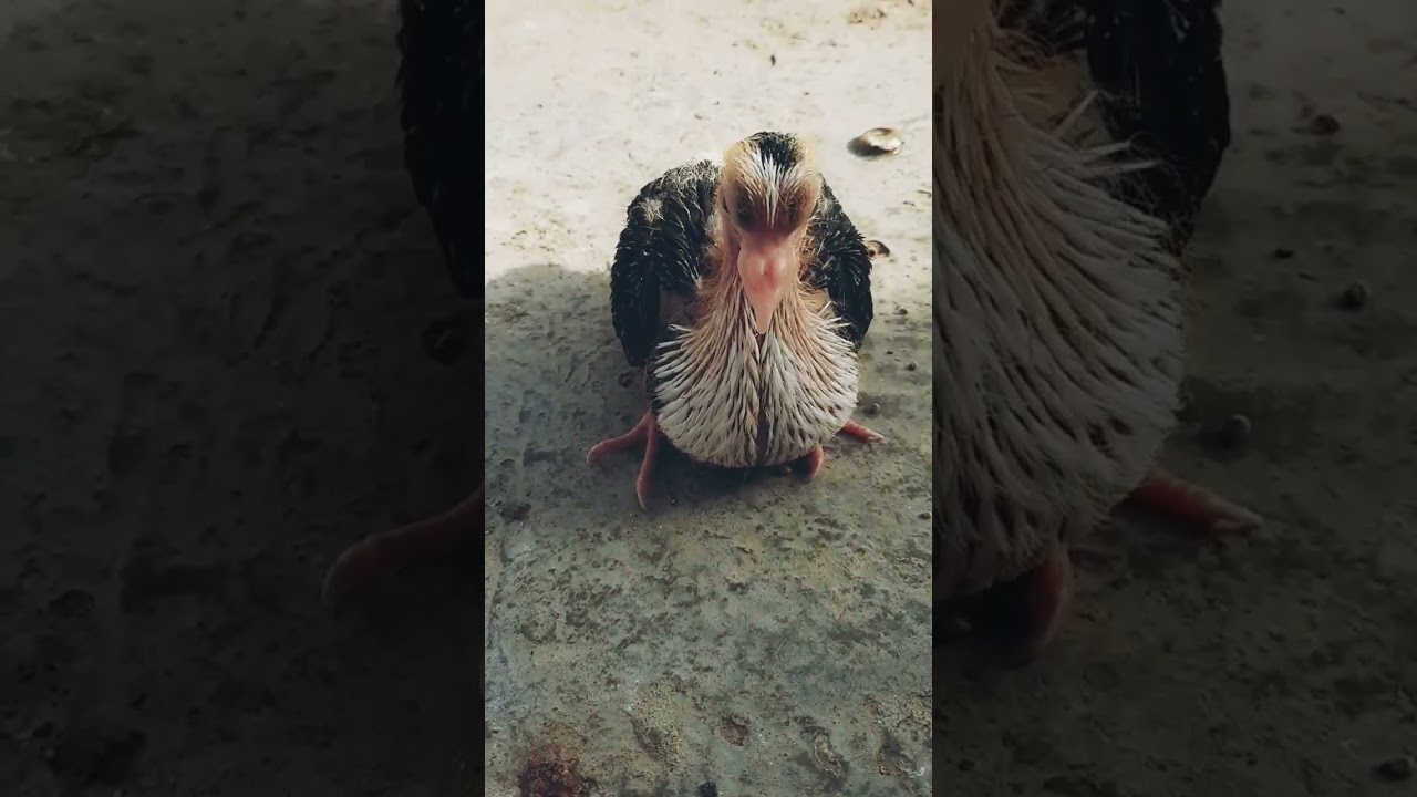 beautiful cute baby pigeon