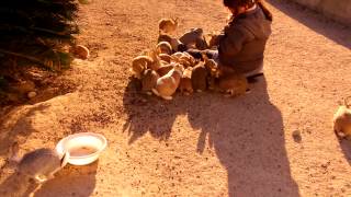 Okunoshima, part 7 (Bunny Paradise)