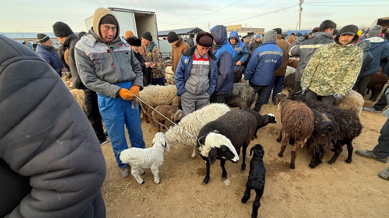 1 марта 2026 г. ТУРТКУЛЬ КУЙ БОЗОР НАРХЛАРИ