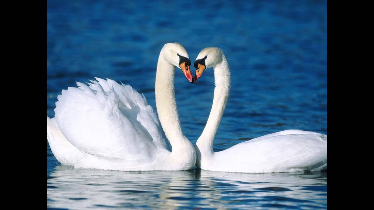 Dunia Binatang Youtube