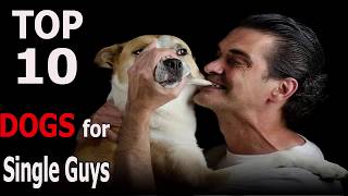 Top 10 Best Dog Breeds For Single Guys | Top 10 animals by TOP 10 Animals 15,113 views 6 years ago 4 minutes, 46 seconds