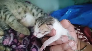 My Cat Timmy Gave birth To a Cute little kitten | Kitten is Size Of My Hand