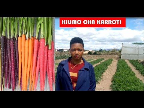 Video: Utunzaji wa Vyombo vya Raspberry: Jinsi ya Kupanda Raspberries kwenye Vyungu