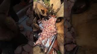 Dinner's ready! Lately, the team's been having disagreements again # #kingcharles