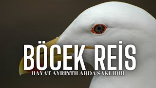 Martının Kanadı Kırılmış Ve Resmen Kopma Aşamasına Gelmiş Öcekreis /Laridae