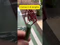 Best Deer Fence Netting Against Birds And Anima