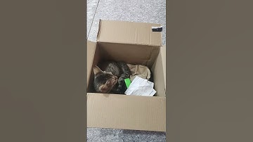 Unboxing the Little 😺