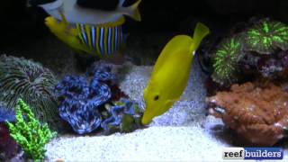 A quick video of Tanne