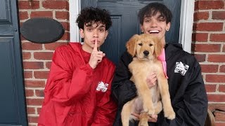 SURPRISING TWIN WITH A PUPPY! (PRANK)