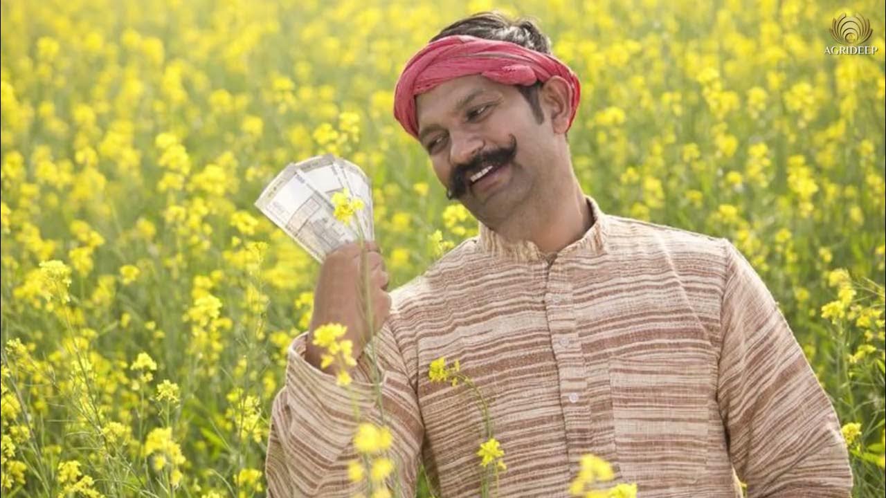 Best Mustard Seeds Company in India Mustard Seeds Agriculture