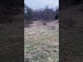 POV: Shed Hunting