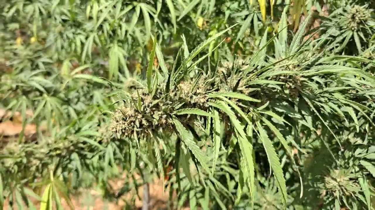 BADGERS BATCH: FUNKY TOWN #1 (FRUIT & SKUNK)