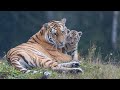 Siberian tiger cubs