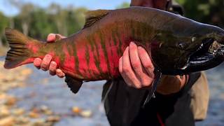 Вишневый лосось Сима (Cherry-Salmon)