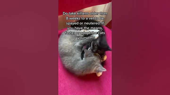 What To Do If You Find Stray Kittens